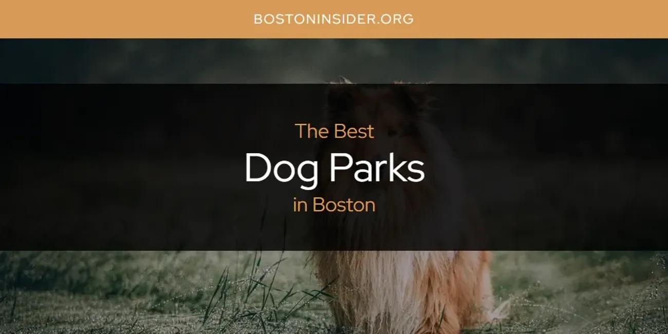 The Absolute Best Dog Parks in Boston  [Updated 2024]