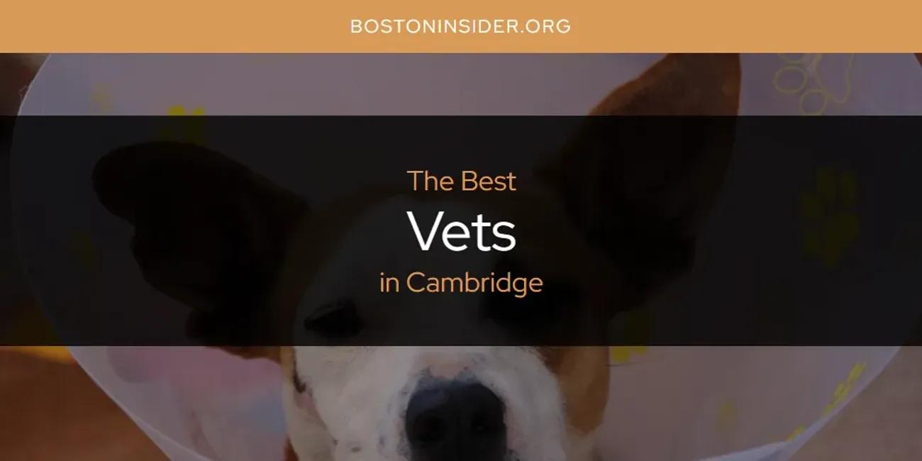 The Absolute Best Vets in Cambridge  [Updated 2025]