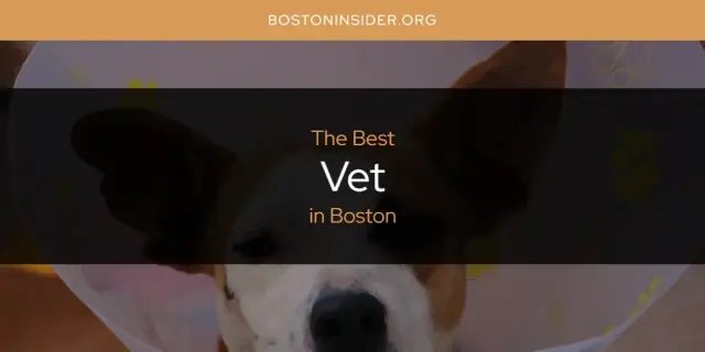 Boston's Best Vet [Updated 2024]